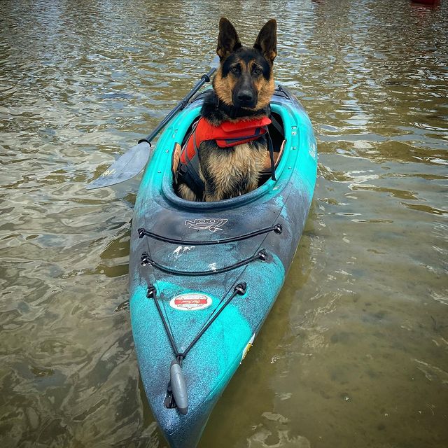 BRING YOUR DOG ALONG ON YOUR NEXT KAYAKING OR CANOE ADVENTURE