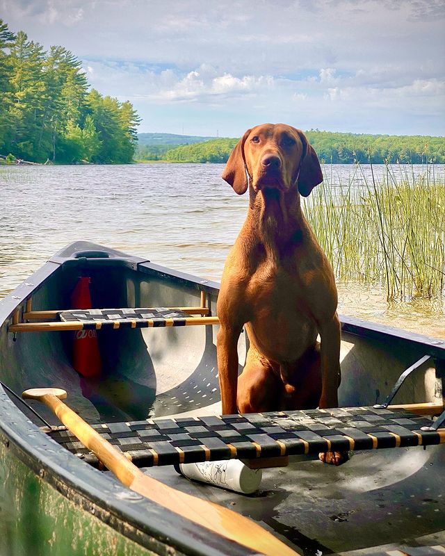 Dog in Kayak