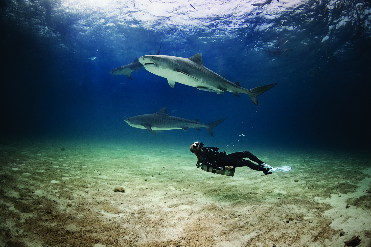 Diver swimming with fish